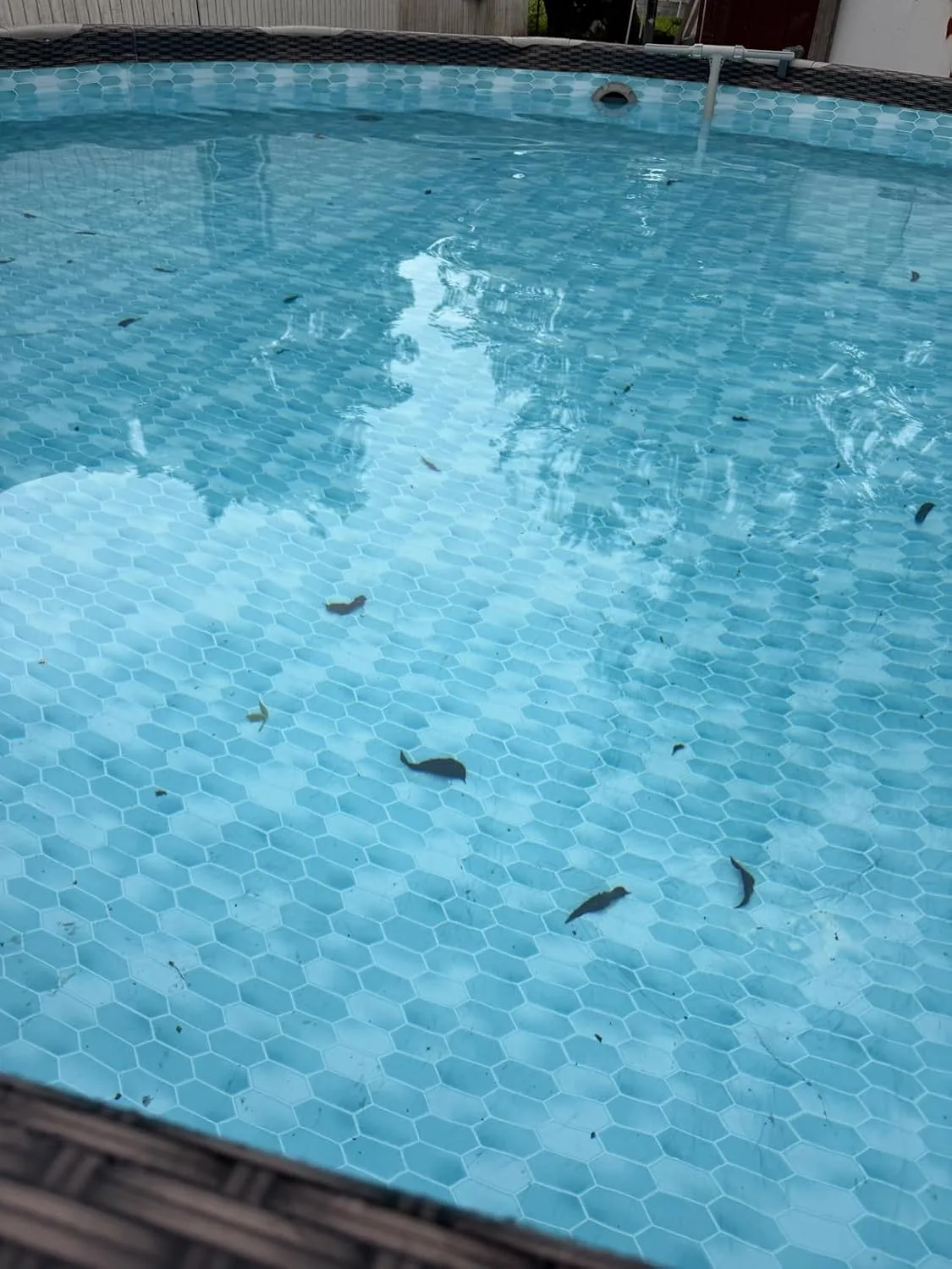 Customer photo of above-ground pool vacuum in action cleaning pool floor